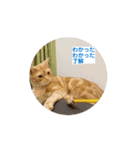 わが家のニャンTube☆コタロー＆むぎちゃん（個別スタンプ：8）
