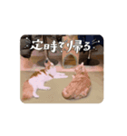 わが家のニャンTube☆コタロー＆むぎちゃん（個別スタンプ：12）