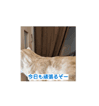 わが家のニャンTube☆コタロー＆むぎちゃん（個別スタンプ：14）