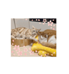 わが家のニャンTube☆コタロー＆むぎちゃん（個別スタンプ：16）
