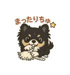 チワワのこっちゃん♂（個別スタンプ：1）