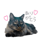 ラニカイすにゃんぷ（個別スタンプ：2）
