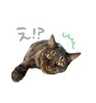 ラニカイすにゃんぷ（個別スタンプ：5）