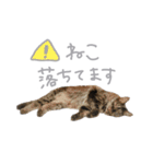 ラニカイすにゃんぷ（個別スタンプ：6）