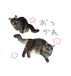 ラニカイすにゃんぷ（個別スタンプ：7）