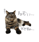 ラニカイすにゃんぷ（個別スタンプ：10）