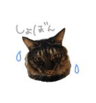 ラニカイすにゃんぷ（個別スタンプ：11）