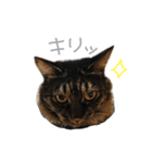 ラニカイすにゃんぷ（個別スタンプ：12）