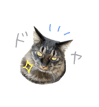 ラニカイすにゃんぷ（個別スタンプ：24）