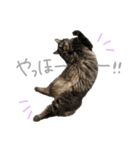 ラニカイすにゃんぷ（個別スタンプ：33）