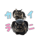 ラニカイすにゃんぷ（個別スタンプ：35）