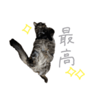 ラニカイすにゃんぷ（個別スタンプ：36）