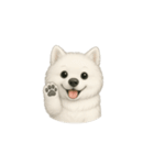 笑顔の天使 サモエド（個別スタンプ：1）