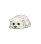 笑顔の天使 サモエド（個別スタンプ：24）
