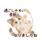 【敬語】ふわふわ三毛猫（個別スタンプ：10）