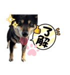 クロミ（黒柴）日常スタンプ（個別スタンプ：1）
