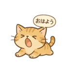 もちぷにトラねこ♪日常スタンプ（個別スタンプ：9）