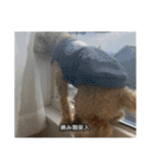 僕は犬。（個別スタンプ：3）