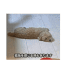 僕は犬。（個別スタンプ：5）