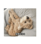 僕は犬。（個別スタンプ：6）