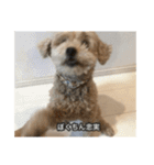 僕は犬。（個別スタンプ：9）