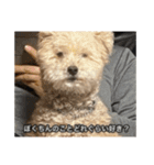 僕は犬。（個別スタンプ：10）