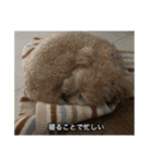 僕は犬。（個別スタンプ：12）