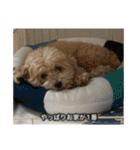 僕は犬。（個別スタンプ：13）