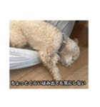 僕は犬。（個別スタンプ：15）