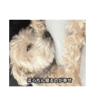 僕は犬。（個別スタンプ：17）