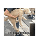 僕は犬。（個別スタンプ：20）
