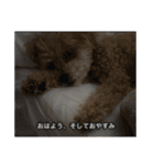 僕は犬。（個別スタンプ：21）