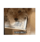 僕は犬。（個別スタンプ：22）