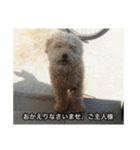 僕は犬。（個別スタンプ：23）