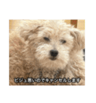 僕は犬。（個別スタンプ：24）