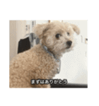 僕は犬。（個別スタンプ：27）