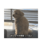 僕は犬。（個別スタンプ：29）