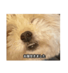 僕は犬。（個別スタンプ：30）