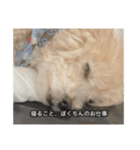 僕は犬。（個別スタンプ：32）