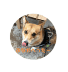 愛犬コーギースタンプラッキー（個別スタンプ：1）