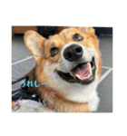 愛犬コーギースタンプラッキー（個別スタンプ：2）