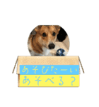 愛犬コーギースタンプラッキー（個別スタンプ：3）