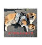 愛犬コーギースタンプラッキー（個別スタンプ：4）