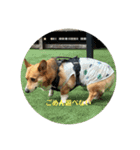 愛犬コーギースタンプラッキー（個別スタンプ：5）