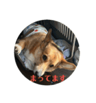 愛犬コーギースタンプラッキー（個別スタンプ：6）