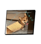 愛犬コーギースタンプラッキー（個別スタンプ：9）
