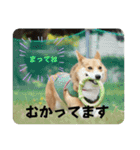 愛犬コーギースタンプラッキー（個別スタンプ：11）