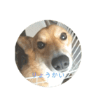 愛犬コーギースタンプラッキー（個別スタンプ：13）