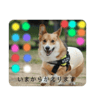 愛犬コーギースタンプラッキー（個別スタンプ：14）