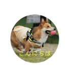 愛犬コーギースタンプラッキー（個別スタンプ：15）